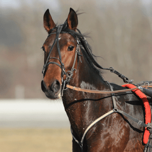 Mustang Horse