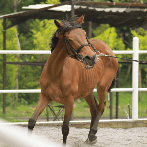 Akhal Teke