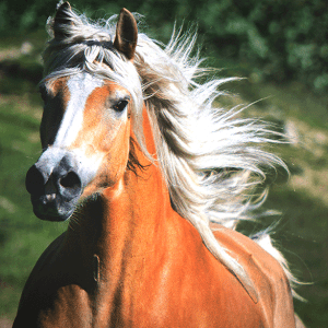 Pony Horse