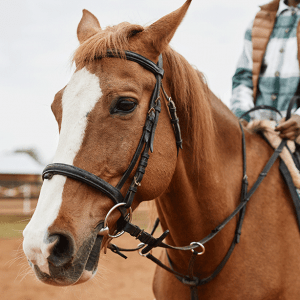 Irish Thoroughbred