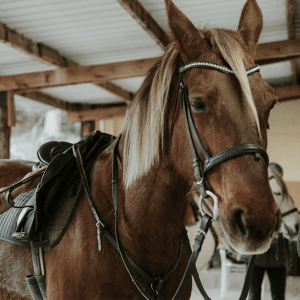 Arabian Horse